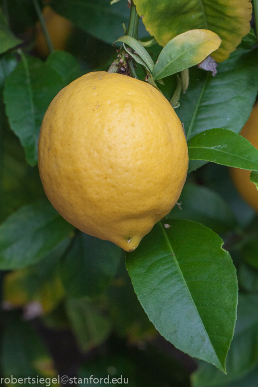 lemon